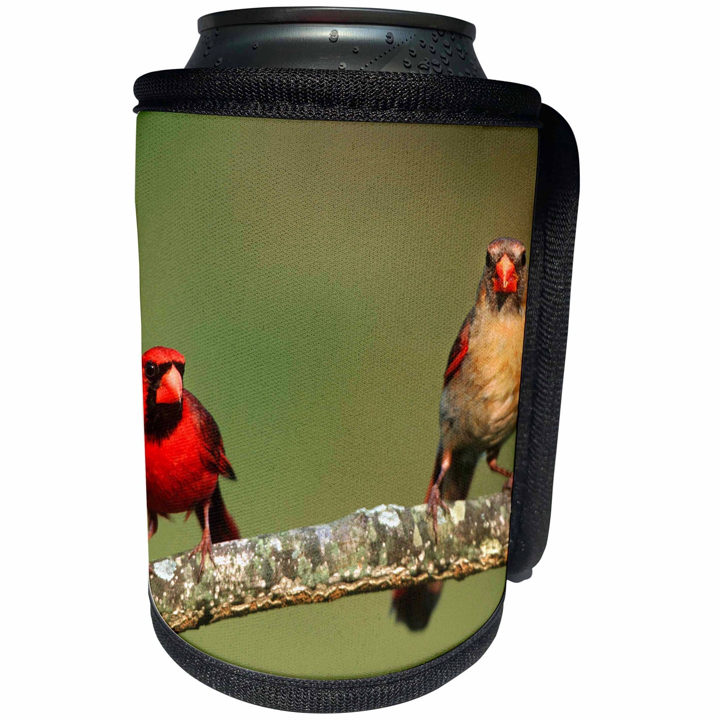 3dRose Danita Delimont - Cardinal - Northern Cardinals male and female, Marion County, Illinois - Can Cooler Bottle Wrap (cc_250953)