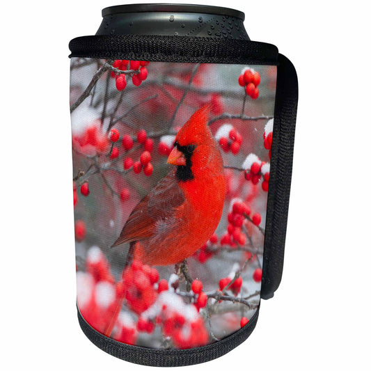 3dRose Danita Delimont - Cardinal - Northern Cardinal male in Common Winterberry bush in winter 01 - Can Cooler Bottle Wrap (cc_251002)