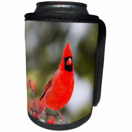 3dRose Danita Delimont - Cardinal - Northern Cardinal male in Common Winterberry bush in winter - Can Cooler Bottle Wrap (cc_251006)