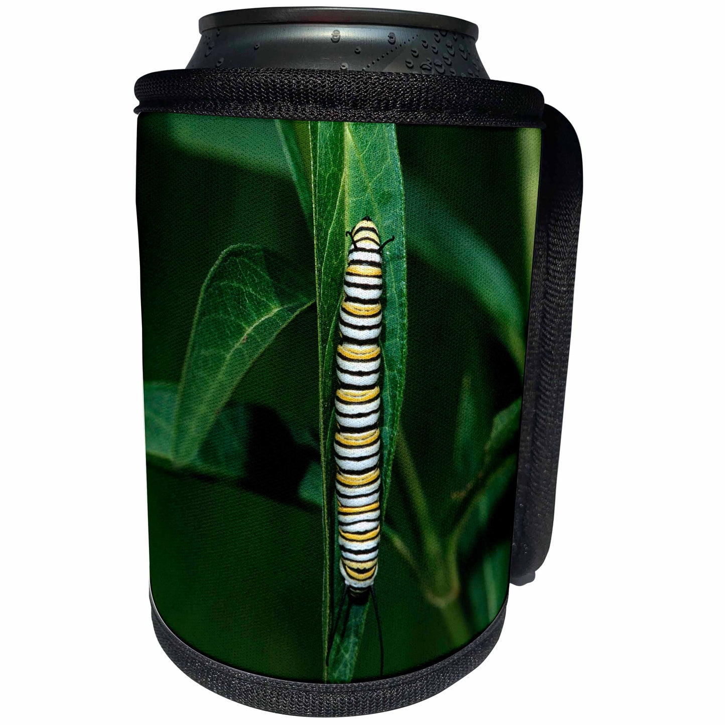 3dRose Danita Delimont - Caterpillar - Monarch caterpillar on Swamp Milkweed, Marion County, Illinois - Can Cooler Bottle Wrap (cc_251018)