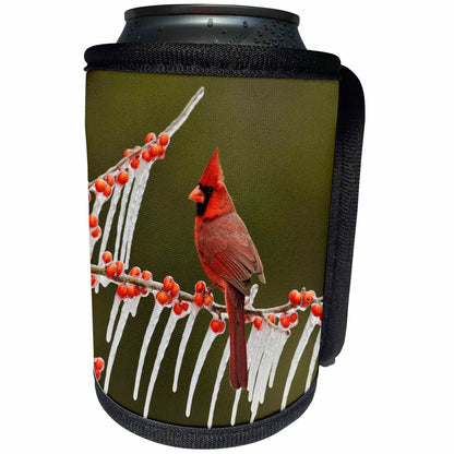 3dRose Danita Delimont - Songbirds - Northern Cardinal on icy branch of Holly, Hill Country, Texas - Can Cooler Bottle Wrap (cc_279571)