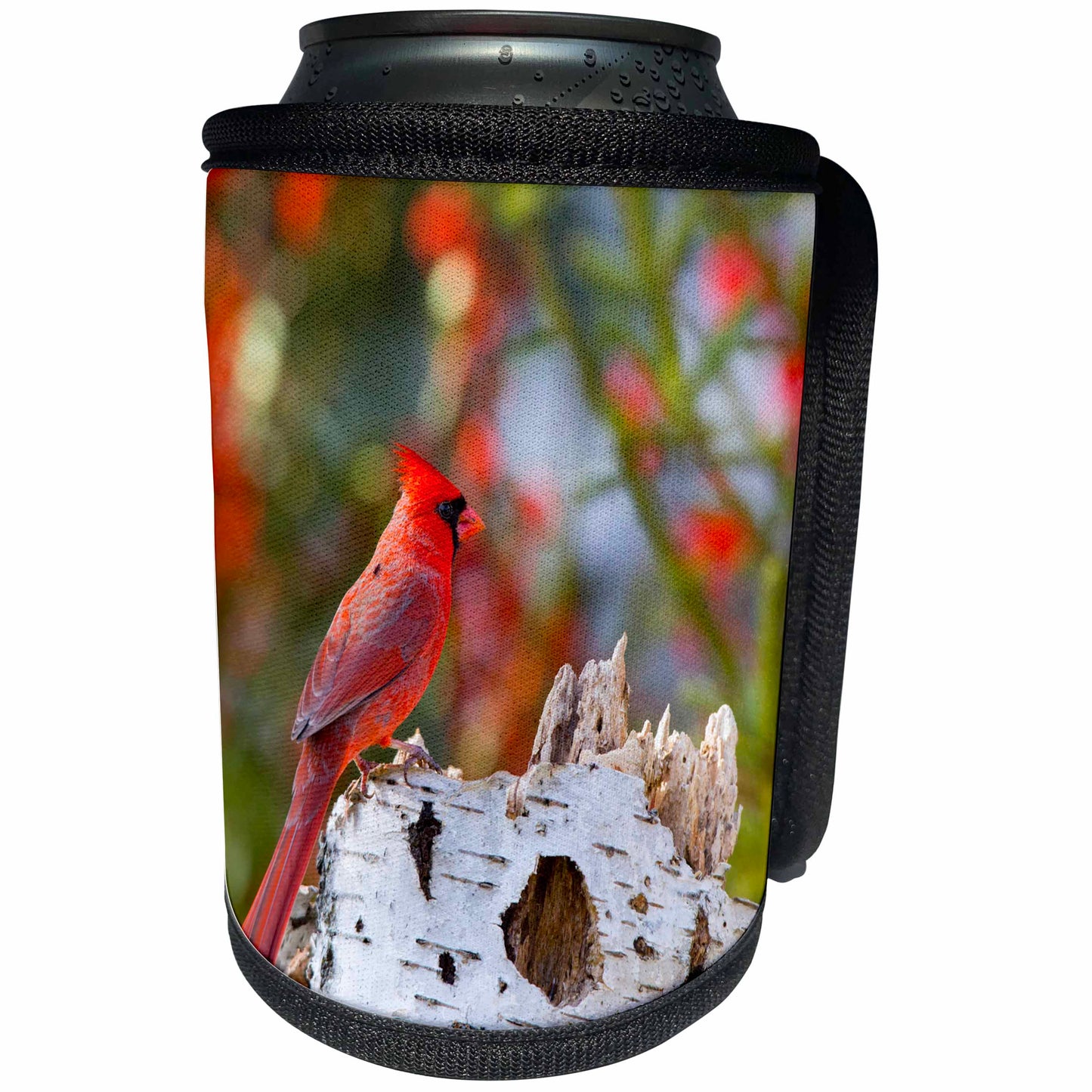 3dRose Male northern cardinal Marion County, Illinois. - Can Cooler Bottle Wrap (cc_331429)