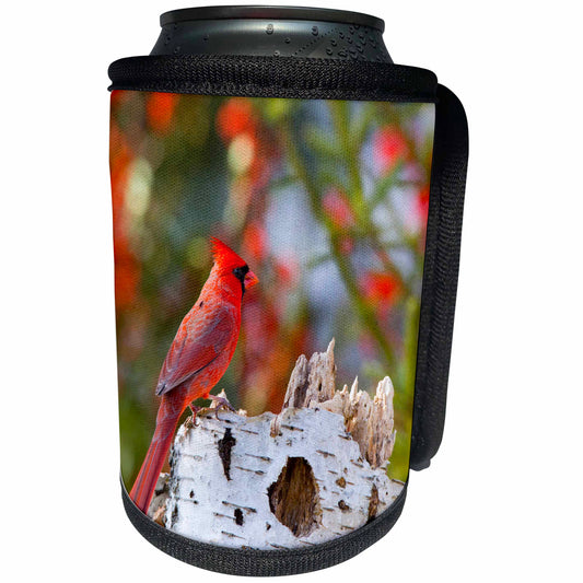 3dRose Male northern cardinal Marion County, Illinois. - Can Cooler Bottle Wrap (cc_331429)