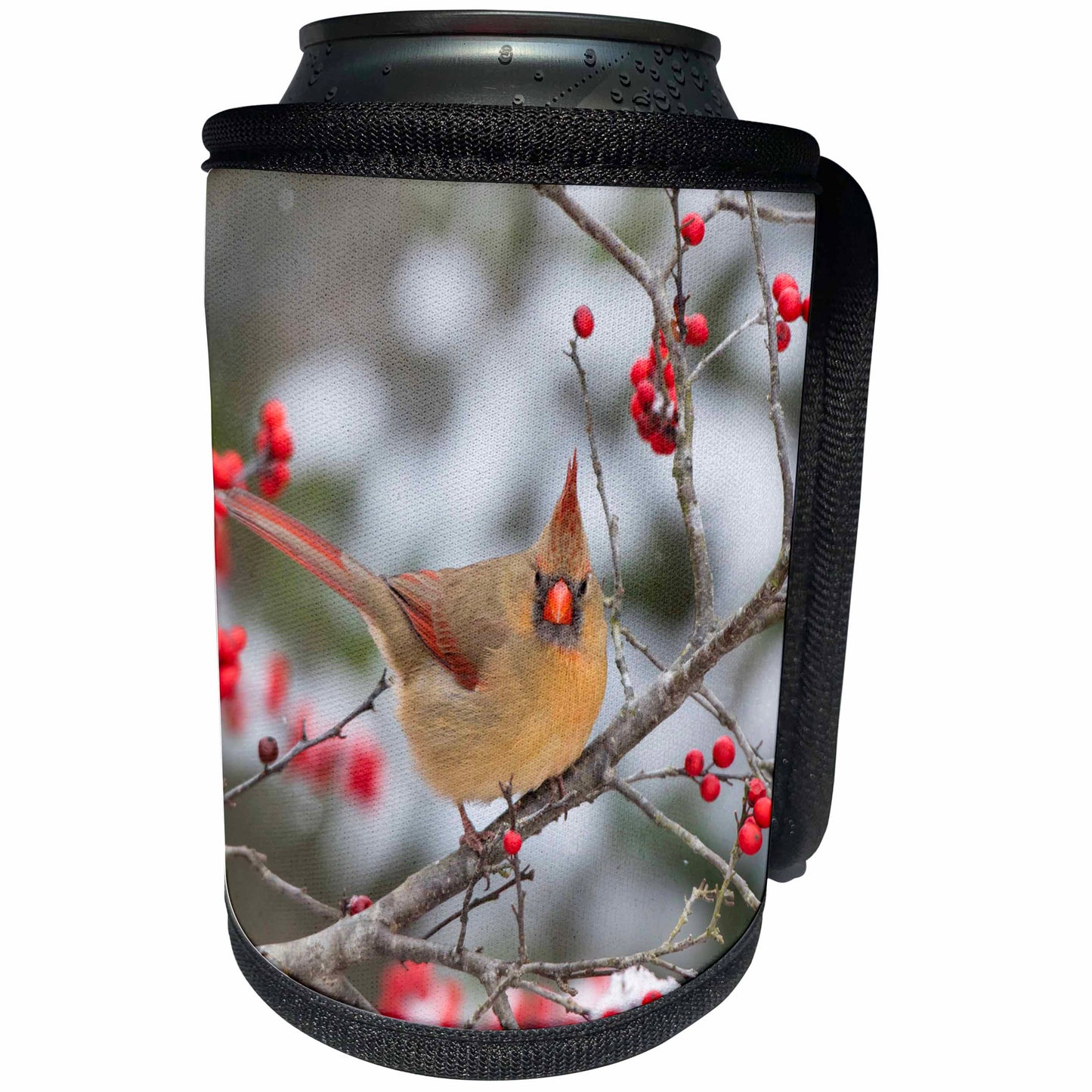 3dRose Male northern cardinal in winterberry bush. Marion... - Can Cooler Bottle Wrap (cc_331431)