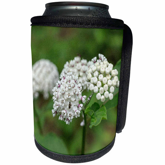 3dRose Redring milkweed, white-flowered milkweed, Mammoth Cave... - Can Cooler Bottle Wrap (cc_331459)