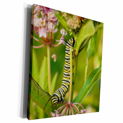 3dRose Monarch caterpillar on Swamp Milkweed, Marion Co. IL - Museum Grade Canvas Wrap (cw_207480)