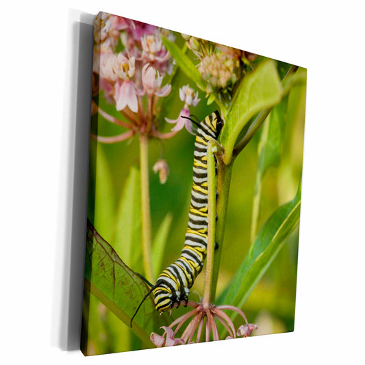 3dRose Monarch caterpillar on Swamp Milkweed, Marion Co. IL - Museum Grade Canvas Wrap (cw_207480)