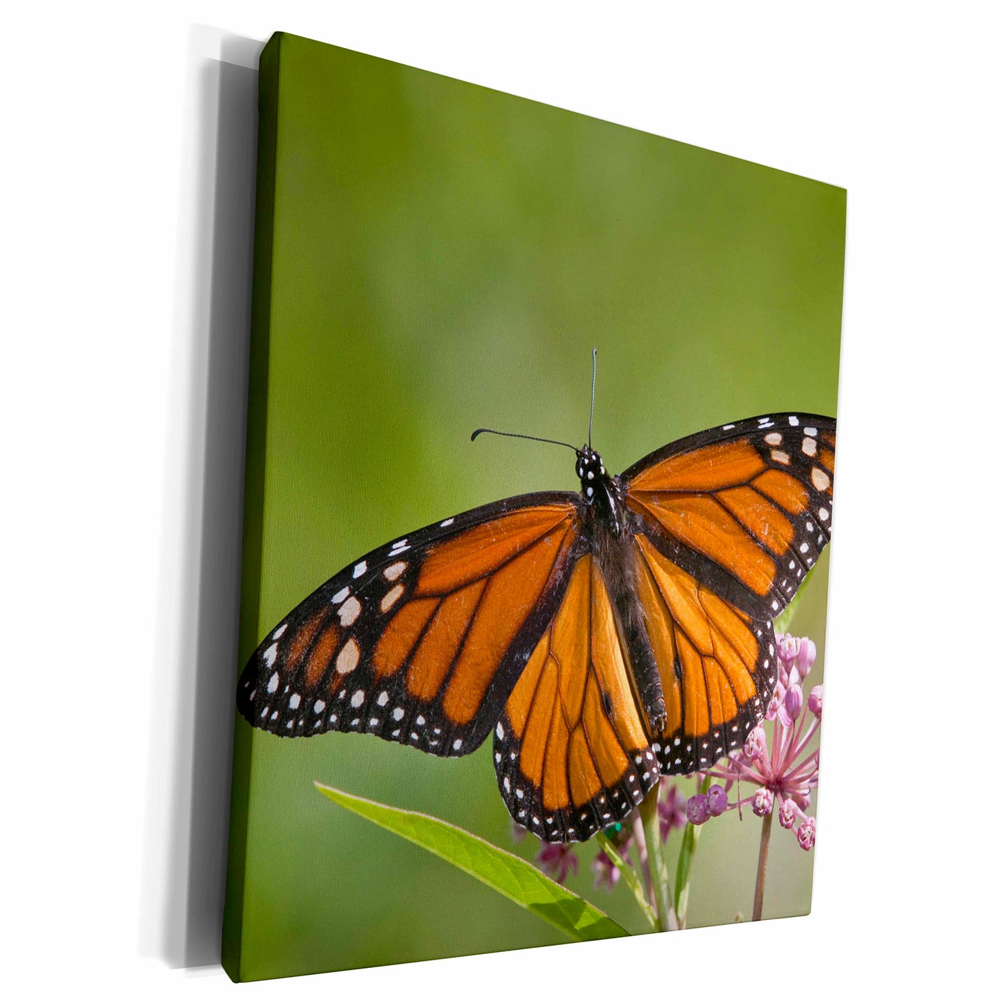 3dRose Monarch Butterfly on Swamp Milkweed, Marion Co. IL - Museum Grade Canvas Wrap (cw_207939)