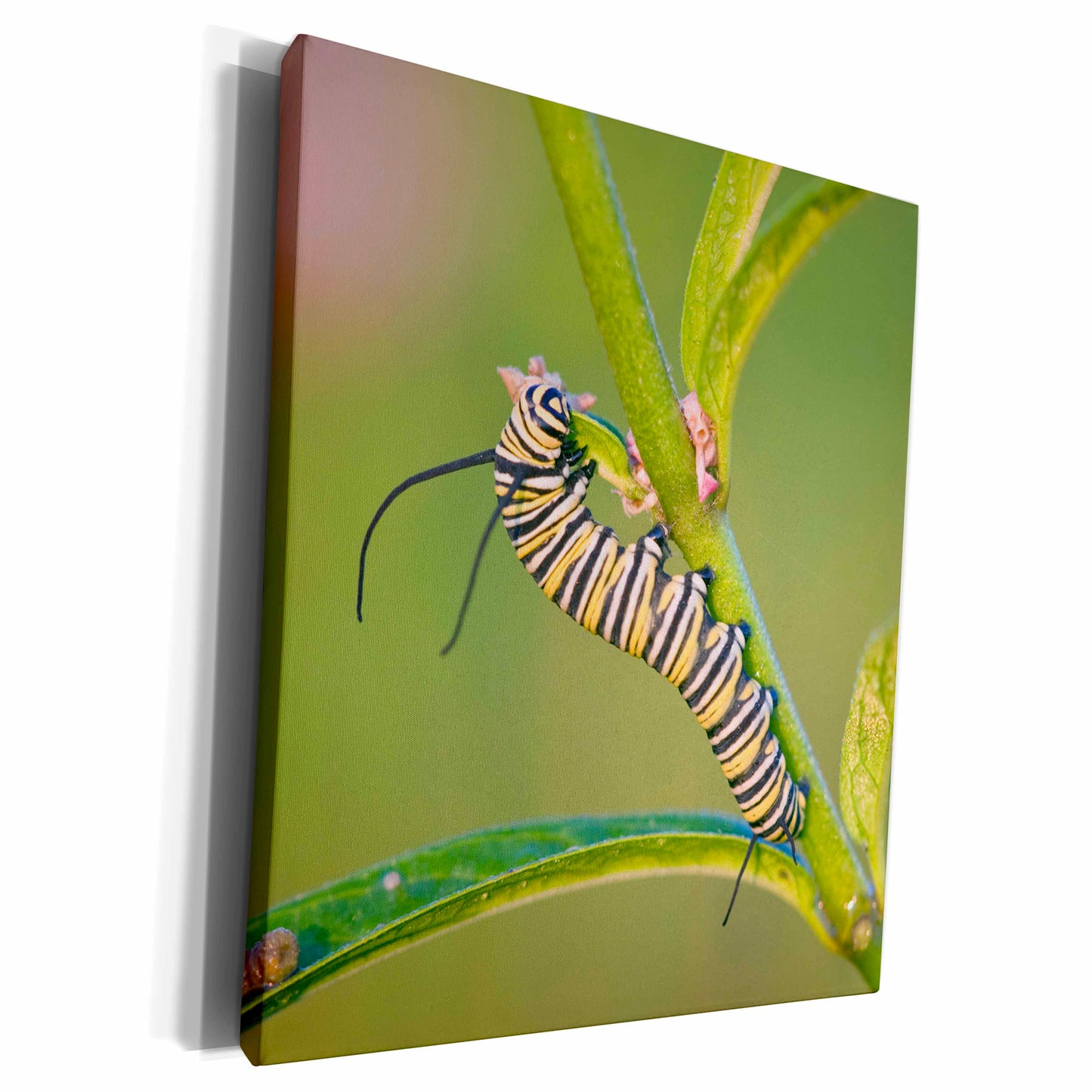 3dRose Monarch caterpillar on Swamp Milkweed, Marion Co. IL - Museum Grade Canvas Wrap (cw_208541)