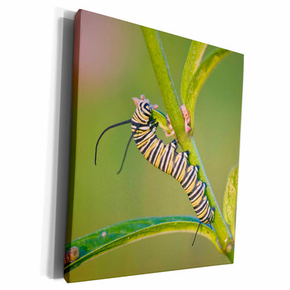 3dRose Monarch caterpillar on Swamp Milkweed, Marion Co. IL - Museum Grade Canvas Wrap (cw_208541)