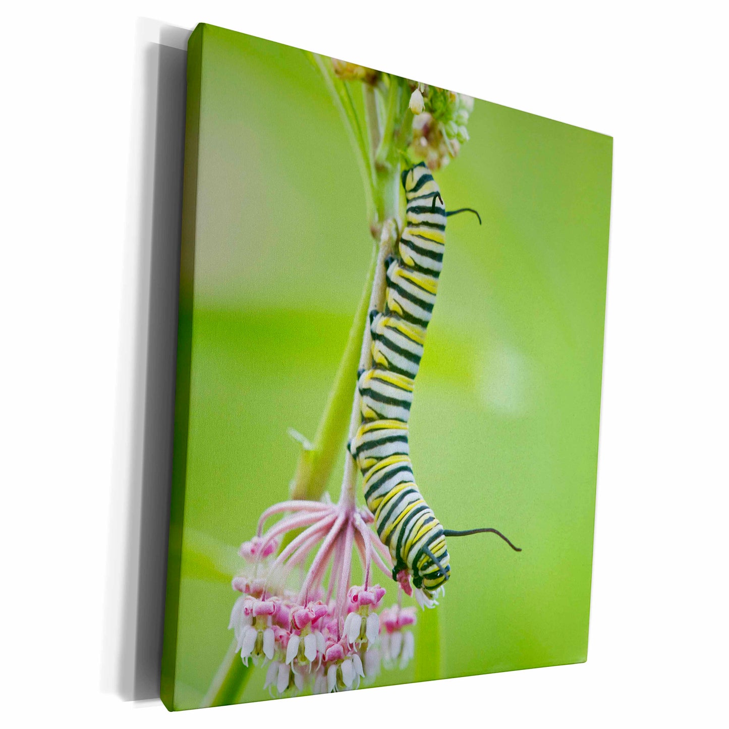 3dRose Monarch butterfly caterpillar on Swamp Milkweed,... - Museum Grade Canvas Wrap (cw_209652)