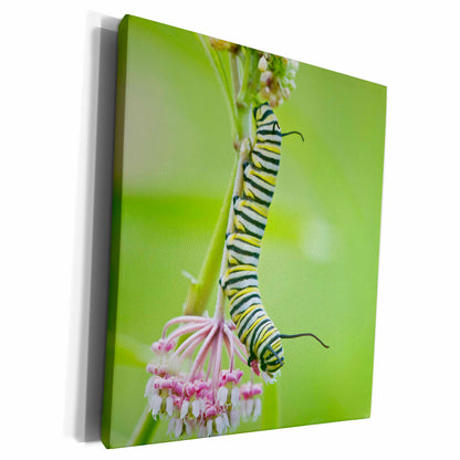 3dRose Monarch butterfly caterpillar on Swamp Milkweed,... - Museum Grade Canvas Wrap (cw_209652)