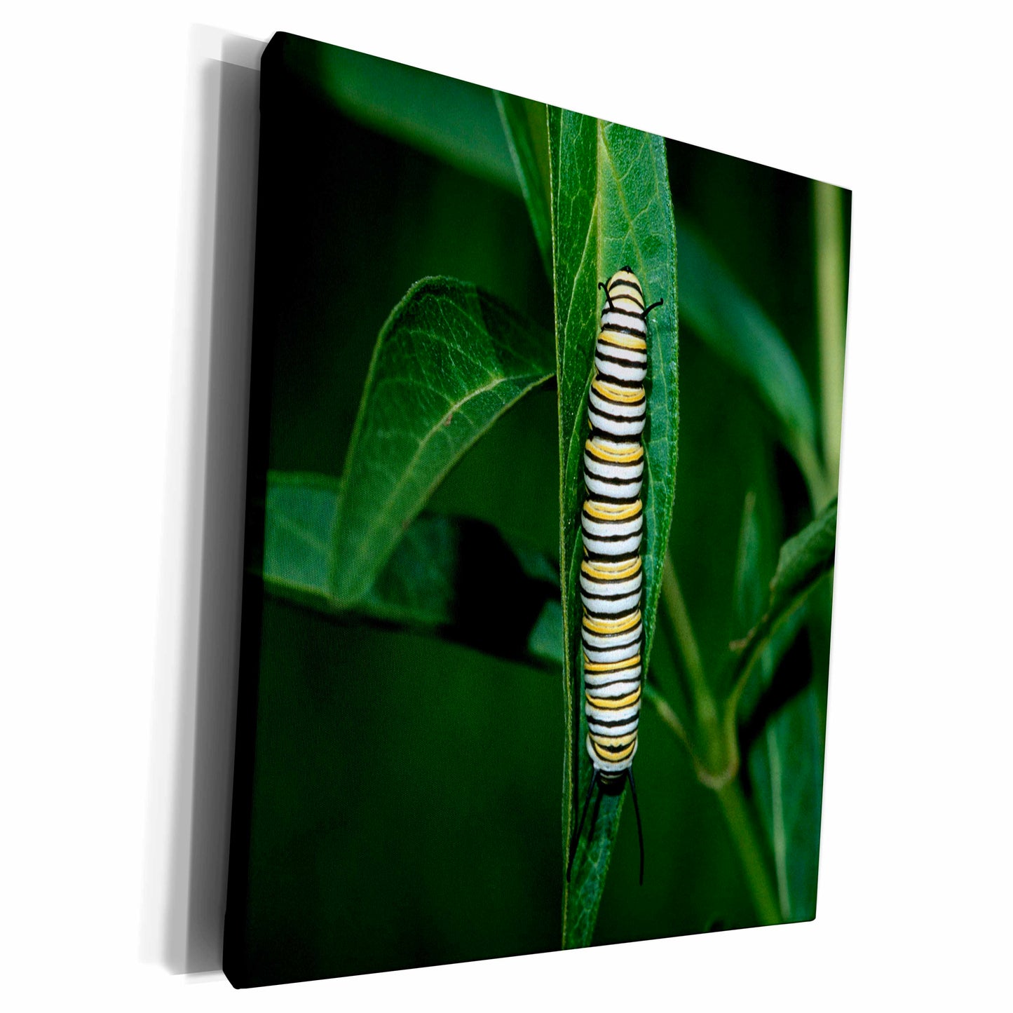 3dRose Monarch caterpillar on Swamp Milkweed, Marion County,... - Museum Grade Canvas Wrap (cw_251018)