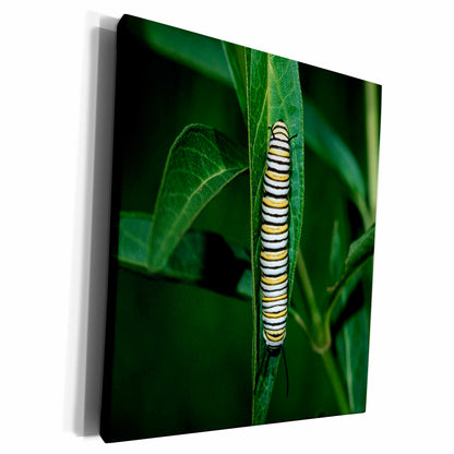 3dRose Monarch caterpillar on Swamp Milkweed, Marion County,... - Museum Grade Canvas Wrap (cw_251018)