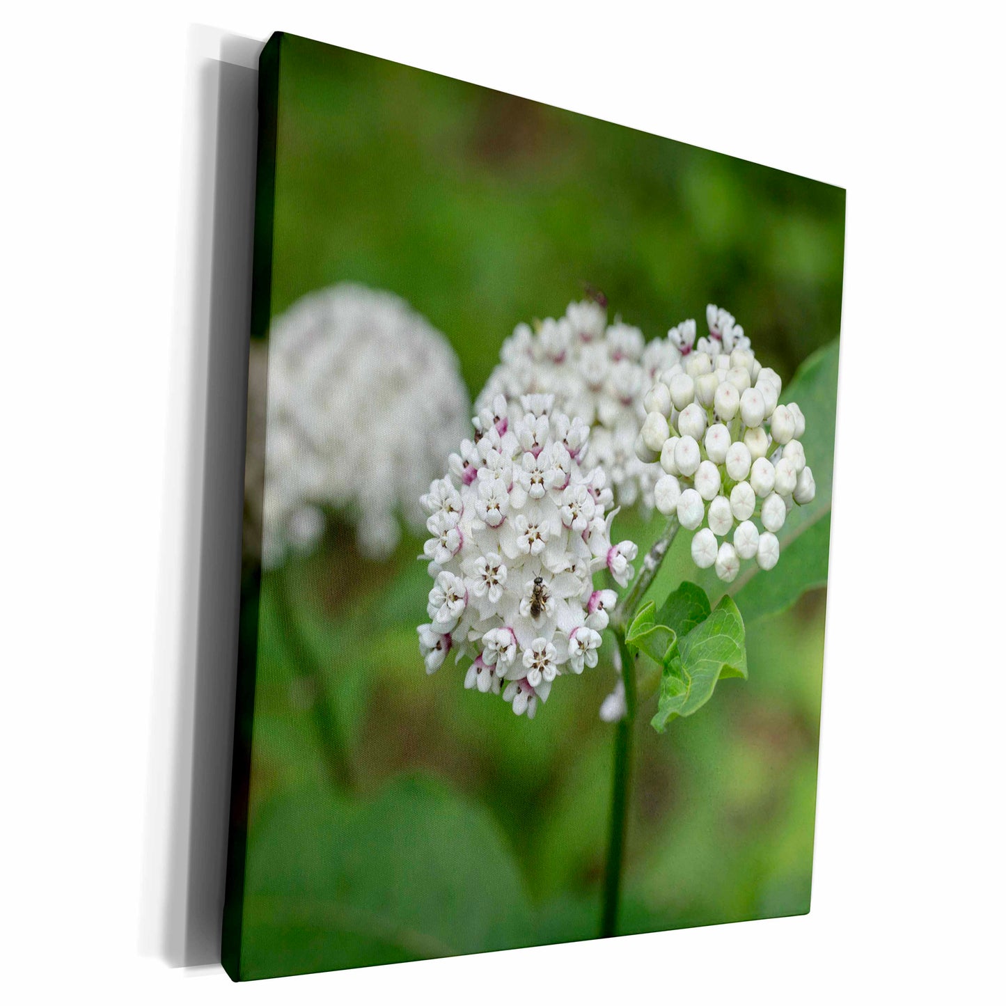 3dRose Redring milkweed, white-flowered milkweed, Mammoth... - Museum Grade Canvas Wrap (cw_331459)