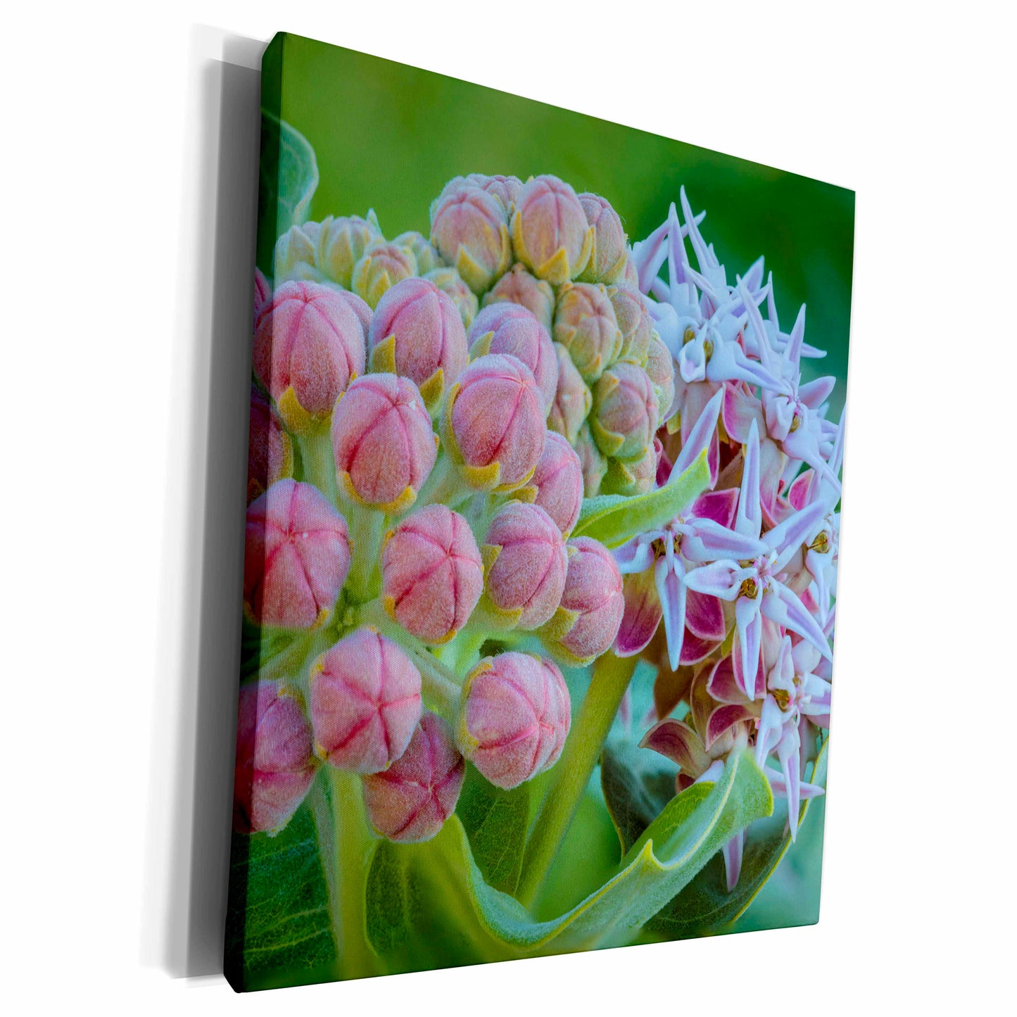 3dRose Milkweed flowering at Makoshika SP in Glendive,... - Museum Grade Canvas Wrap (cw_331668)