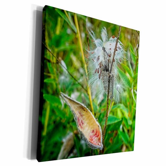 3dRose Boehm Photography Plant - Milkweed Plant and Seed Pods - Museum Grade Canvas Wrap (cw_357283)