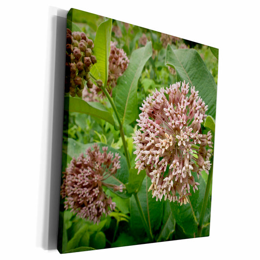 3dRose Minnesota, Eagan, Jenson Lake Park, milkweed flora -... - Museum Grade Canvas Wrap (cw_91470)