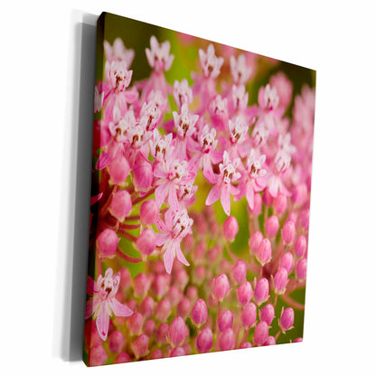 3dRose North Carolina, Swamp milkweed flora - US33 JWL0002 -... - Museum Grade Canvas Wrap (cw_93103)