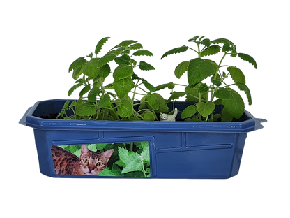 Crazy Cat Plant Mini World Terrarium