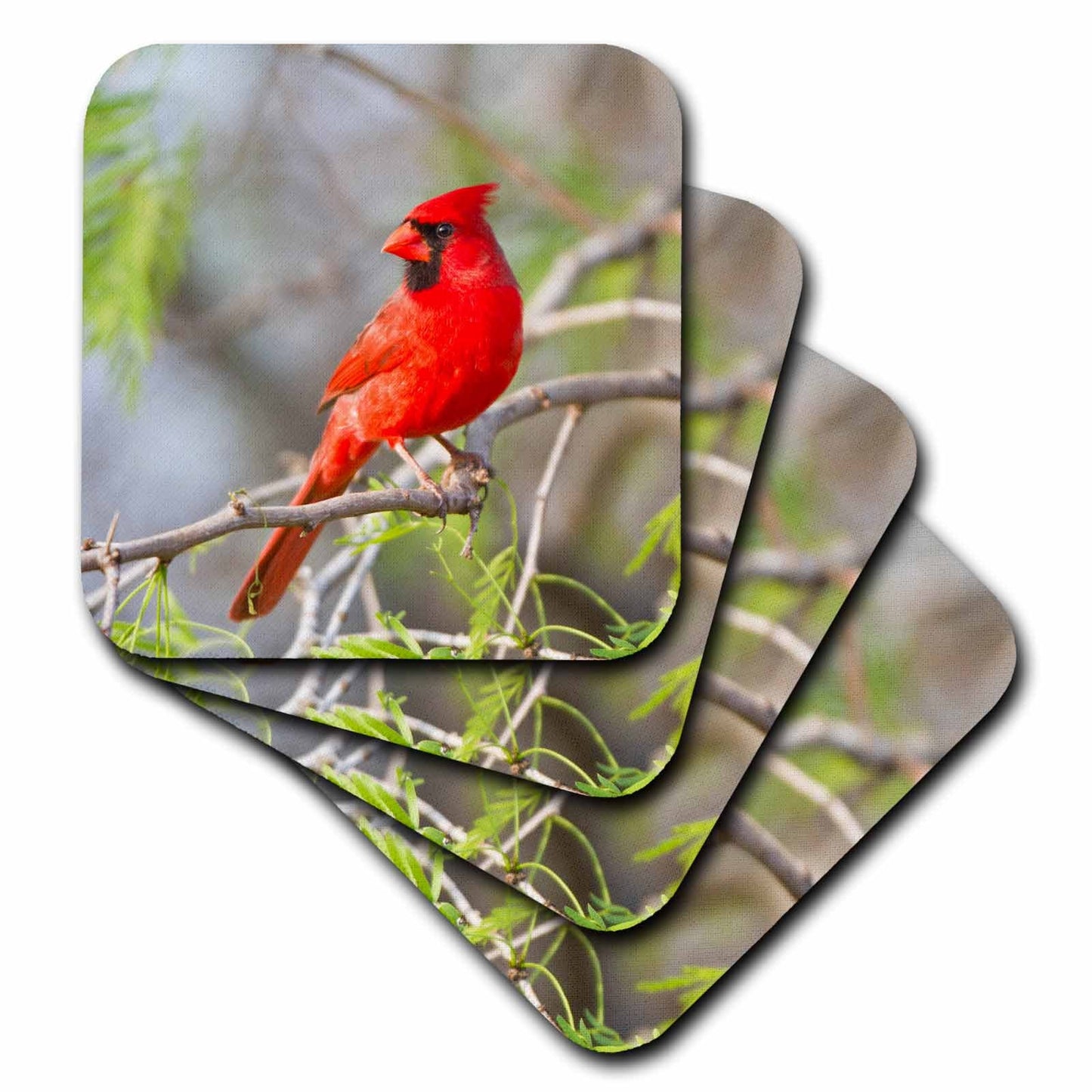 3dRose Danita Delimont - Birds - Northern Cardinal, male Starr, Texas, USA. - Coasters (cst_205899)