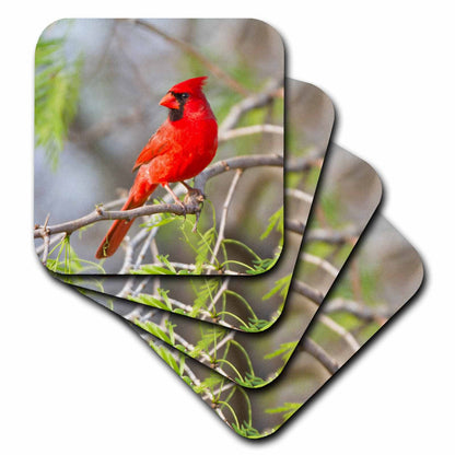 3dRose Danita Delimont - Birds - Northern Cardinal, male Starr, Texas, USA. - Coasters (cst_205899)