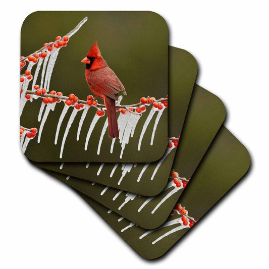 3dRose Danita Delimont - Songbirds - Northern Cardinal on ICY Branch of Holly, Hill Country, Texas - Coasters