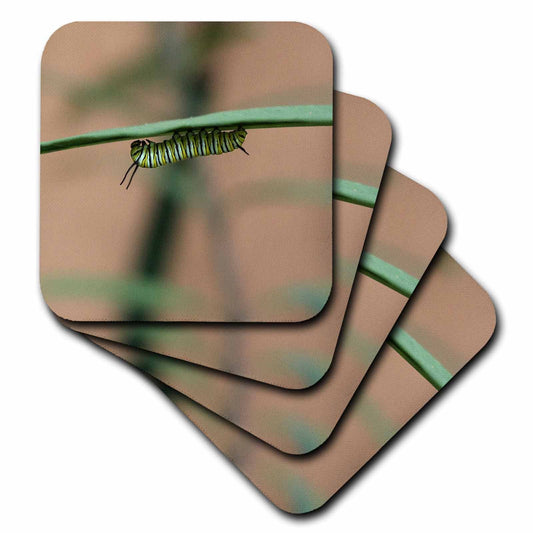 3dRose Stamp City - Insects - Photograph of a Monarch Caterpillar chowing Down on a Milkweed Plant. - Coasters