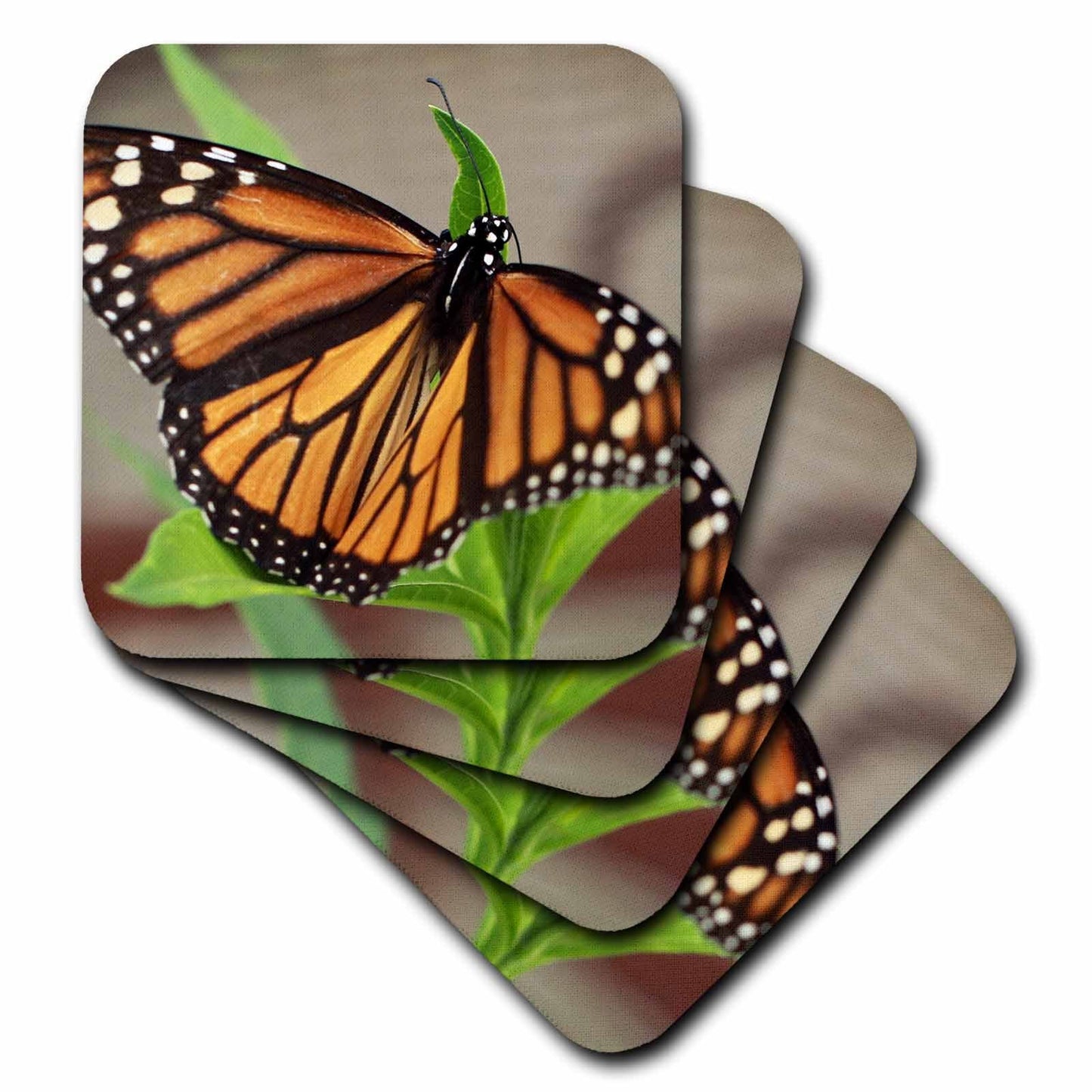 3dRose Stamp City - Insects - Macro Photograph of a Female Monarch Resting on Tropical Milkweed. - Coasters (CST_323027)