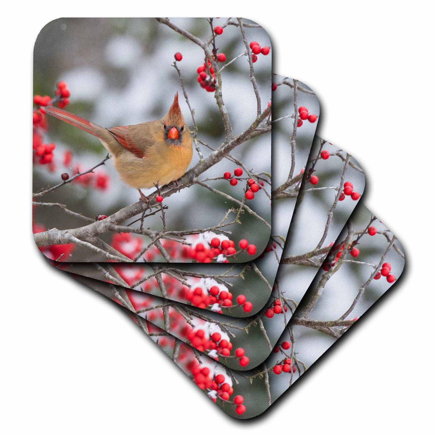 3dRose Male Northern Cardinal in Winterberry Bush. Marion County, Illinois. - Coasters (CST_331431)