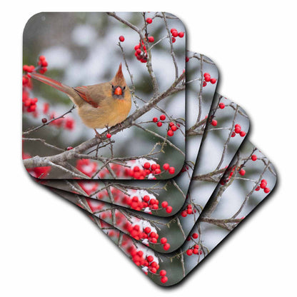 3dRose Male Northern Cardinal in Winterberry Bush. Marion County, Illinois. - Coasters (CST_331431)
