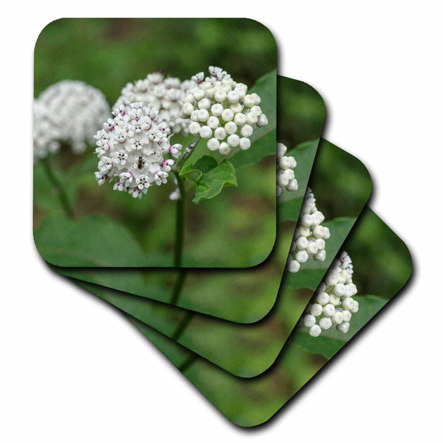 3dRose Redring Milkweed, White-Flowered Milkweed, Mammoth Cave NP, Kentucky - Coasters (CST_331459)