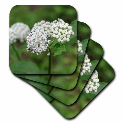 3dRose Redring Milkweed, White-Flowered Milkweed, Mammoth Cave NP, Kentucky - Coasters (CST_331459)