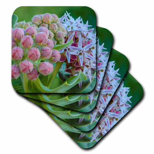 3dRose Milkweed Flowering at Makoshika SP in Glendive, Montana, USA - Coasters (CST_331668)