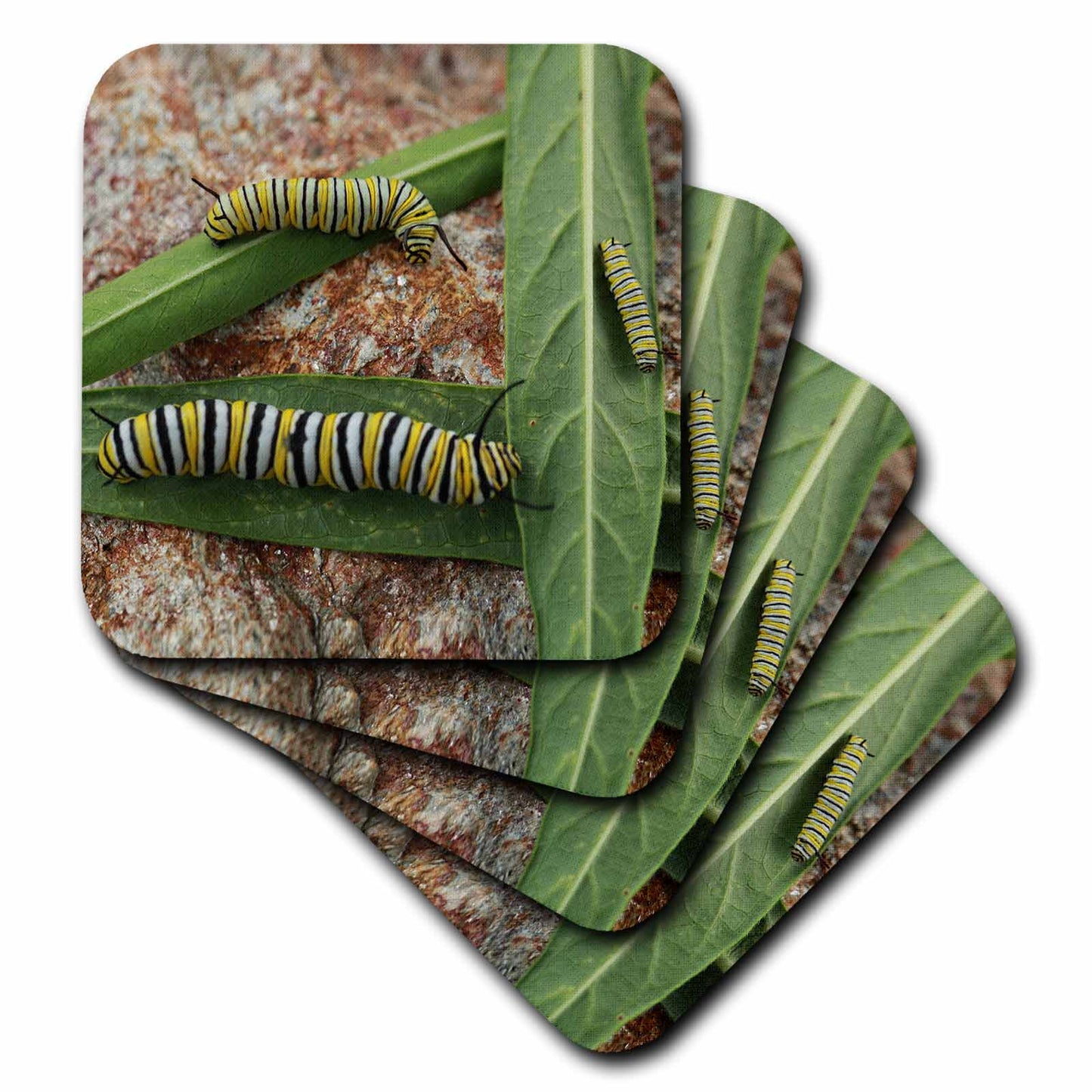 3dRose Photo of different stages of monarch caterpillars on milkweed leaves. - Coasters (cst_335391)