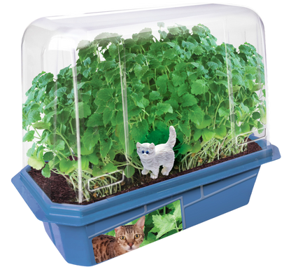 Crazy Cat Plant Mini World Terrarium