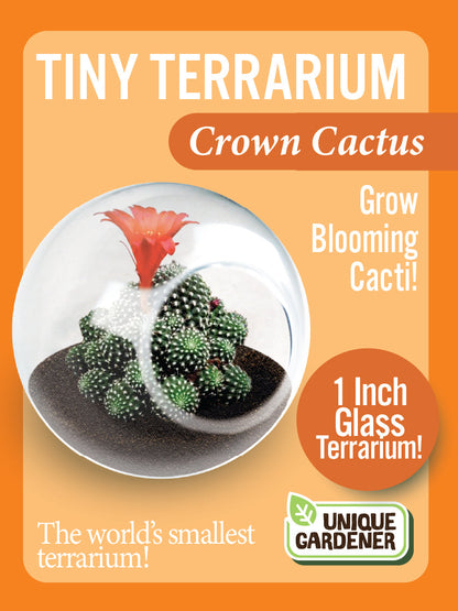 Flowering Cacti Tiny Terrariums Bundle - 2 each of 3 Varieties