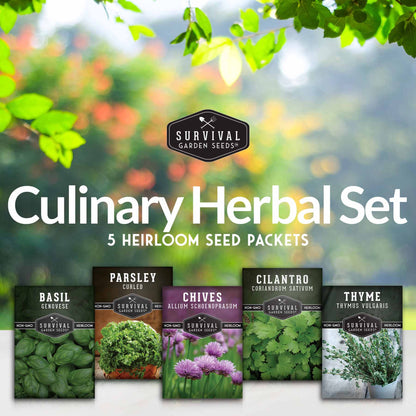 Culinary Herb Seed Collection – 5 Essential Kitchen Herbs for Indoor or Outdoor Growing
