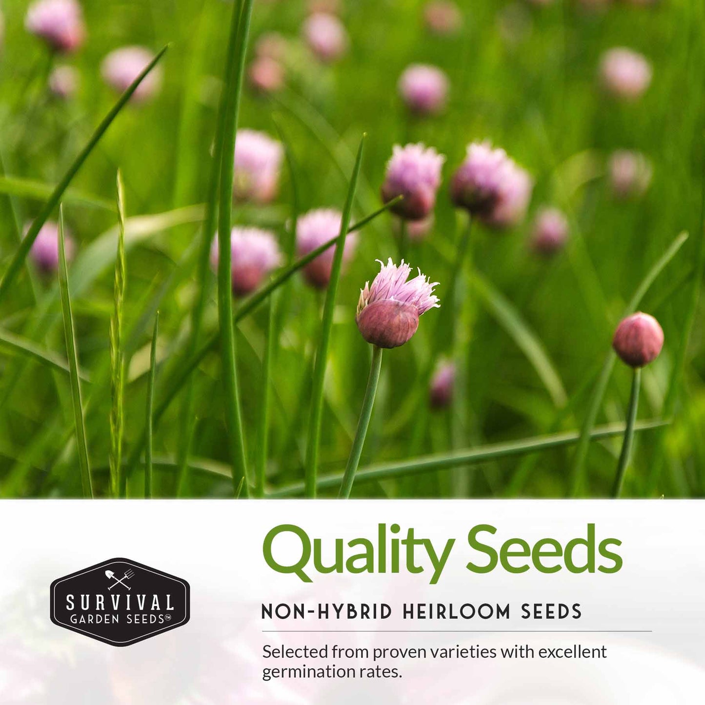 Culinary Herb Seed Collection – 5 Essential Kitchen Herbs for Indoor or Outdoor Growing