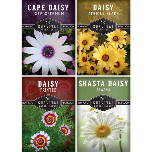 Daisy Seed Collection – Shasta, Cape, Painted & African Flake Daisies for Pollinator & Cut Flower Gardens