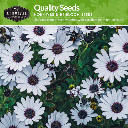 Daisy Seed Collection – Shasta, Cape, Painted & African Flake Daisies for Pollinator & Cut Flower Gardens