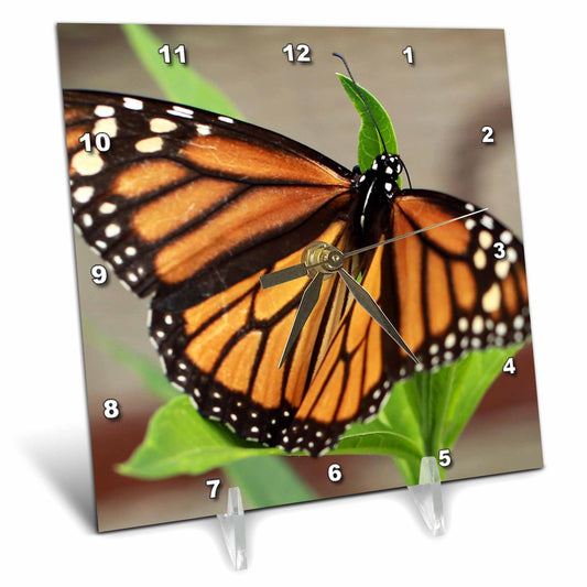 3dRose Stamp City - Insects - Macro Photograph of a Female Monarch Resting on Tropical Milkweed. - Desk Clocks (dc_323027)