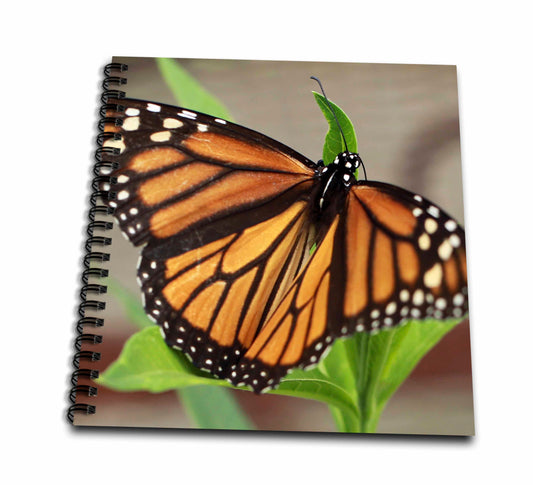 3dRose Stamp City - insects - Macro photograph of a female monarch resting on tropical milkweed. - Drawing Books (db_323027)