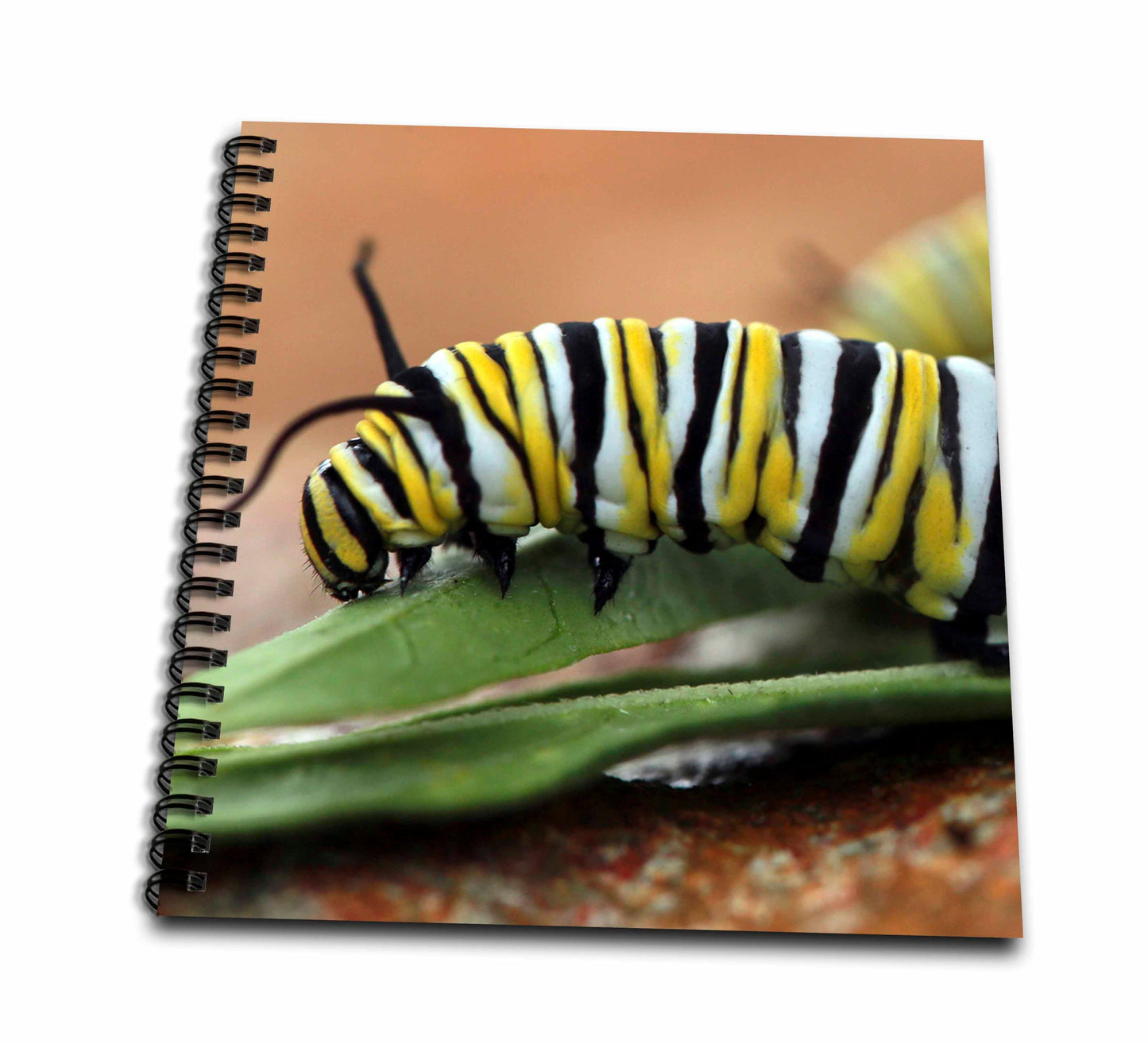 3dRose Stamp City - insects - Macro photograph of a monarch caterpillar munching on milkweed. - Drawing Books (db_325105)