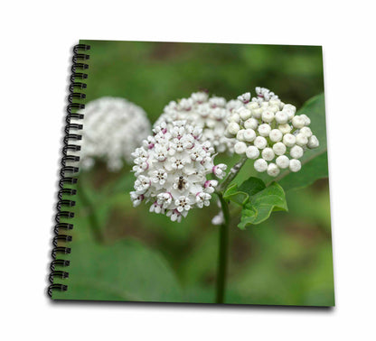 3dRose Redring Milkweed, White-Flowered Milkweed, Mammoth Cave NP,... - Drawing Books (db_331459)