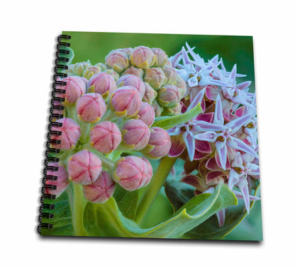 3dRose Milkweed flowering at Makoshika SP in Glendive, Montana, USA - Drawing Books (db_331668)