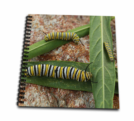 3dRose Photo of different stages of monarch caterpillars on milkweed... - Drawing Books (db_335391)