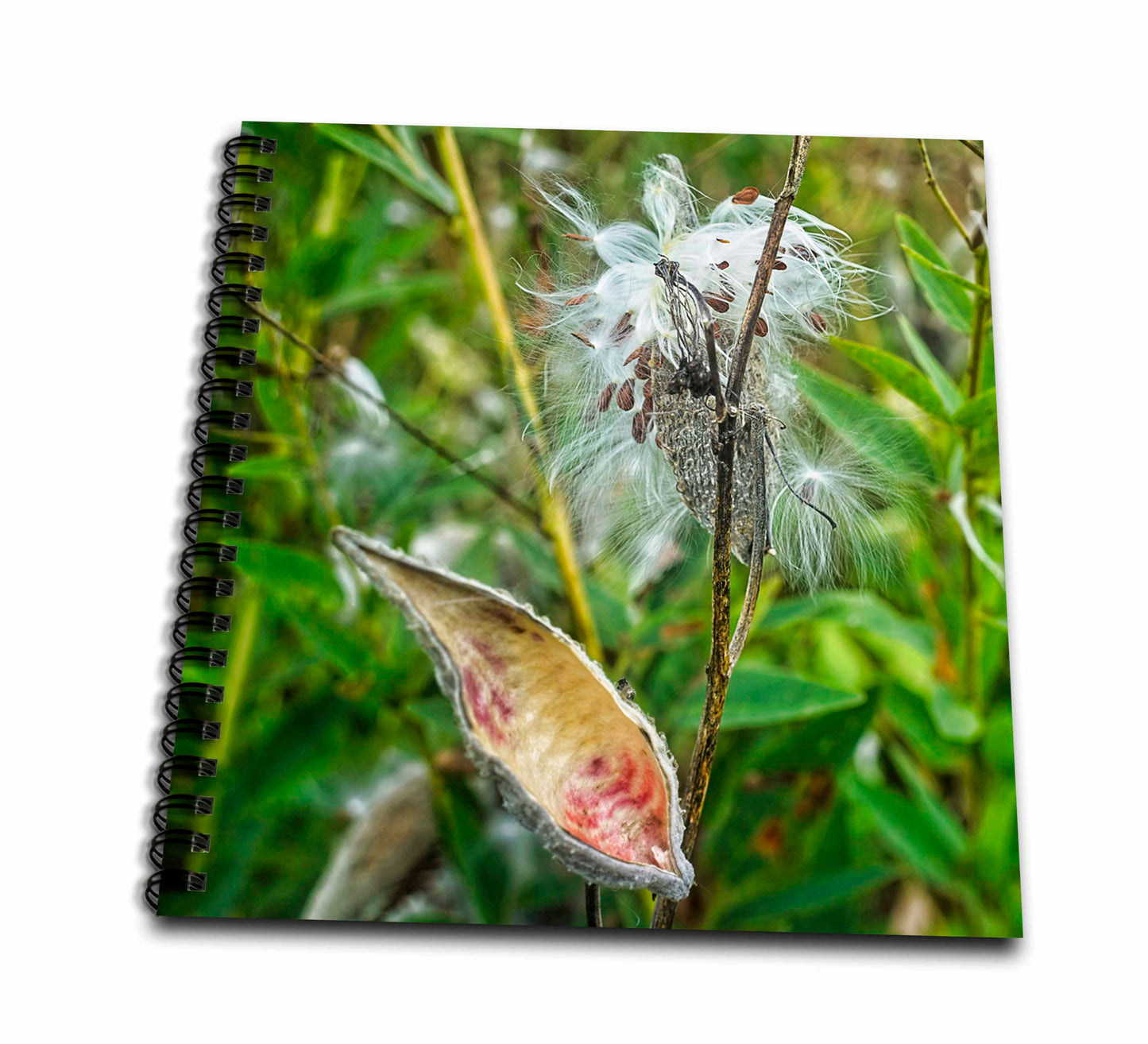 3dRose Boehm Photography Plant - Milkweed Plant and Seed Pods - Drawing Books (db_357283)