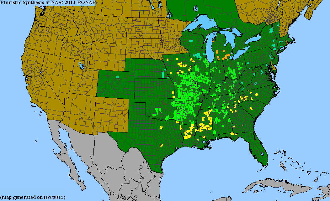 Purple Coneflower Seeds, EastMichNatives