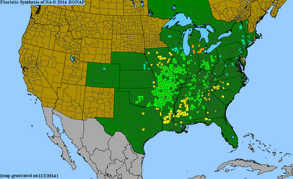 Purple Coneflower Seeds, EastMichNatives